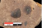 Foto (Detailansicht) von Pinus praelarix Ettingshausen (NHMW-GEO-2024-0188-0310)